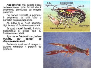 Abdomenul, mai subţire decât
cefalotoracele, este format din 7
segmente prevăzute cu muşchi
puternici.
Pe partea ventrală a primelor
5 segmente se află câte o
pereche de picioruşe mici.
AL 6-lea şi al 7-lea segment
lăţit formează înotătoarea codală.
În apă, racul înoată, îndoind
abdomenul şi lovind apa cu
înotătoarea codală.
Apa este împinsă cu putere
înainte, iar corpul se
deplasează înapoi.
Pe fundul apei, racul merge cu
ajutorul ultimelor 4 perechi de
picioare.
 