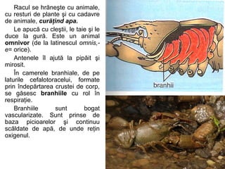 Racul se hrăneşte cu animale,
cu resturi de plante şi cu cadavre
de animale, curăţind apa.
Le apucă cu cleştii, le taie şi le
duce la gură. Este un animal
omnivor (de la latinescul omnis,-
e= orice).
Antenele îl ajută la pipăit şi
mirosit.
În camerele branhiale, de pe
laturile cefalotoracelui, formate
prin îndepărtarea crustei de corp,
se găsesc branhiile cu rol în
respiraţie.
Branhiile sunt bogat
vascularizate. Sunt prinse de
baza picioarelor şi continuu
scăldate de apă, de unde reţin
oxigenul.
 