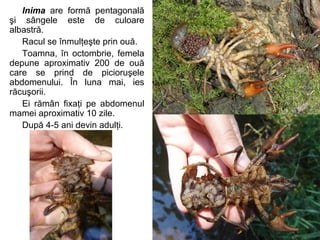 Inima are formă pentagonală
şi sângele este de culoare
albastră.
Racul se înmulţeşte prin ouă.
Toamna, în octombrie, femela
depune aproximativ 200 de ouă
care se prind de picioruşele
abdomenului. În luna mai, ies
răcuşorii.
Ei rămân fixaţi pe abdomenul
mamei aproximativ 10 zile.
După 4-5 ani devin adulţi.
 