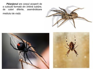 Păianjenul are corpul acoperit de
o cuticulă formată din chitină sub ire,ț
de culori diferite, asemănătoare
mediului de via ă.ț
 