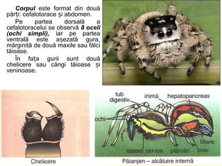 Corpul este format din două
păr i: cefalotorace i abdomen.ț ș
Pe partea dorsală a
cefalotoracelui se observă 8 oceli
(ochi simpli), iar pe partea
ventrală este a ezată gura,ș
mărginită de două maxile sau fălci
tăioase.
În fa a gurii sunt douăț
chelicere sau căngi tăioase iș
veninoase.
 