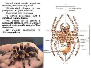 Ventral, are 4 perechi de picioare
articulate, terminate cu gheare.
Ultimele două picioare, cu care
ese pânza, au gheare din ate.ț ț
Abdomenul este voluminos.
Pe partea posterioară sunt 6
ridicături, numite filiere.
Prin orificiile lor se elimină o
substan ă cleioasăț care, în contact
cu aerul, se întăre teș , formând firul
de mătase.
Din mătase construie te înș
câteva ore pânza.
 