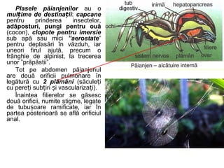 Plasele păianjenilor au o
mul ime de destina iiț ț : capcane
pentru prinderea insectelor,
adăposturi, pungi pentru ouă
(cocon), clopote pentru imersie
sub apă sau mici ”aerostate”
pentru deplasări în văzduh, iar
uneori firul ajută, precum o
frânghie de alpinist, la trecerea
unor ”prăpăstii”.
Tot pe abdomen păianjenul
are două orificii pulmonare în
legătură cu 2 plămâni (săcule iț
cu pere i sub iri i vasculariza i).ț ț ș ț
Înaintea filierelor se găsesc
două orificii, numite stigme, legate
de tubu oare ramificate, iar înș
partea posterioară se află orificiul
anal.
 