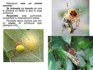 Păianjenul este un animal
carnivor.
Se hrăne te cu insecteș pe care
le sfărâmă cu fălcile i apoi le sugeș
con inutul.ț
Respira iaț este pulmonară,
completată cu respira ia prin trahee.ț
Femelele depun toamna ouă într-
un cocon, iar primăvara apar
păianjenii mici.
 