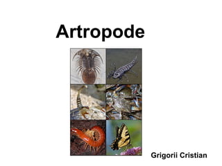 Artropode
Grigorii Cristian
 