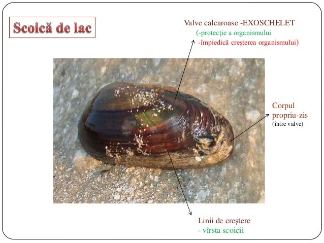 Lectie Biologie Clasa A 9 A