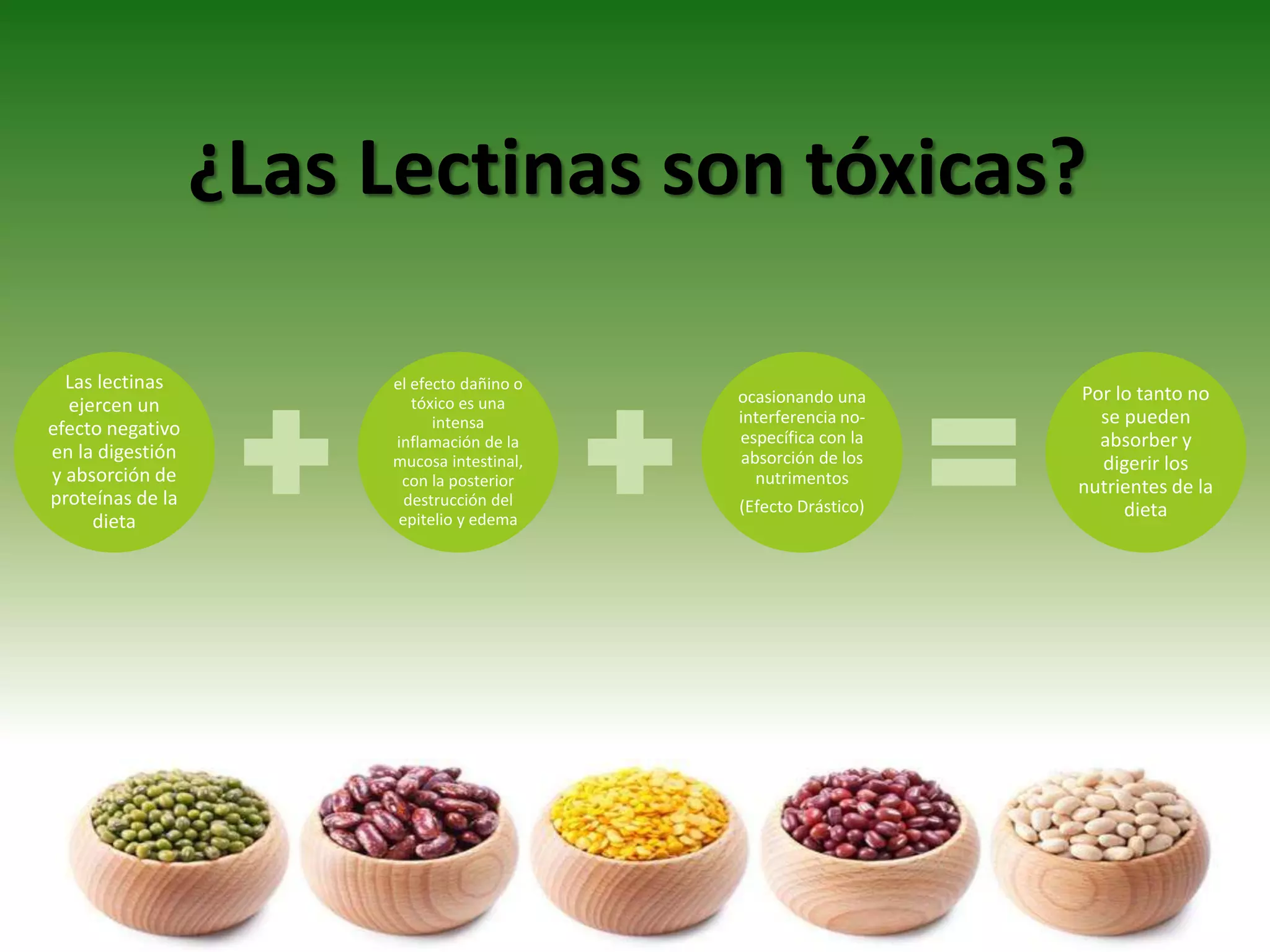 ¿Las Lectinas son tóxicas?
Las lectinas
ejercen un
efecto negativo
en la digestión
y absorción de
proteínas de la
dieta
el efecto dañino o
tóxico es una
intensa
inflamación de la
mucosa intestinal,
con la posterior
destrucción del
epitelio y edema
ocasionando una
interferencia no-
específica con la
absorción de los
nutrimentos
(Efecto Drástico)
Por lo tanto no
se pueden
absorber y
digerir los
nutrientes de la
dieta
 