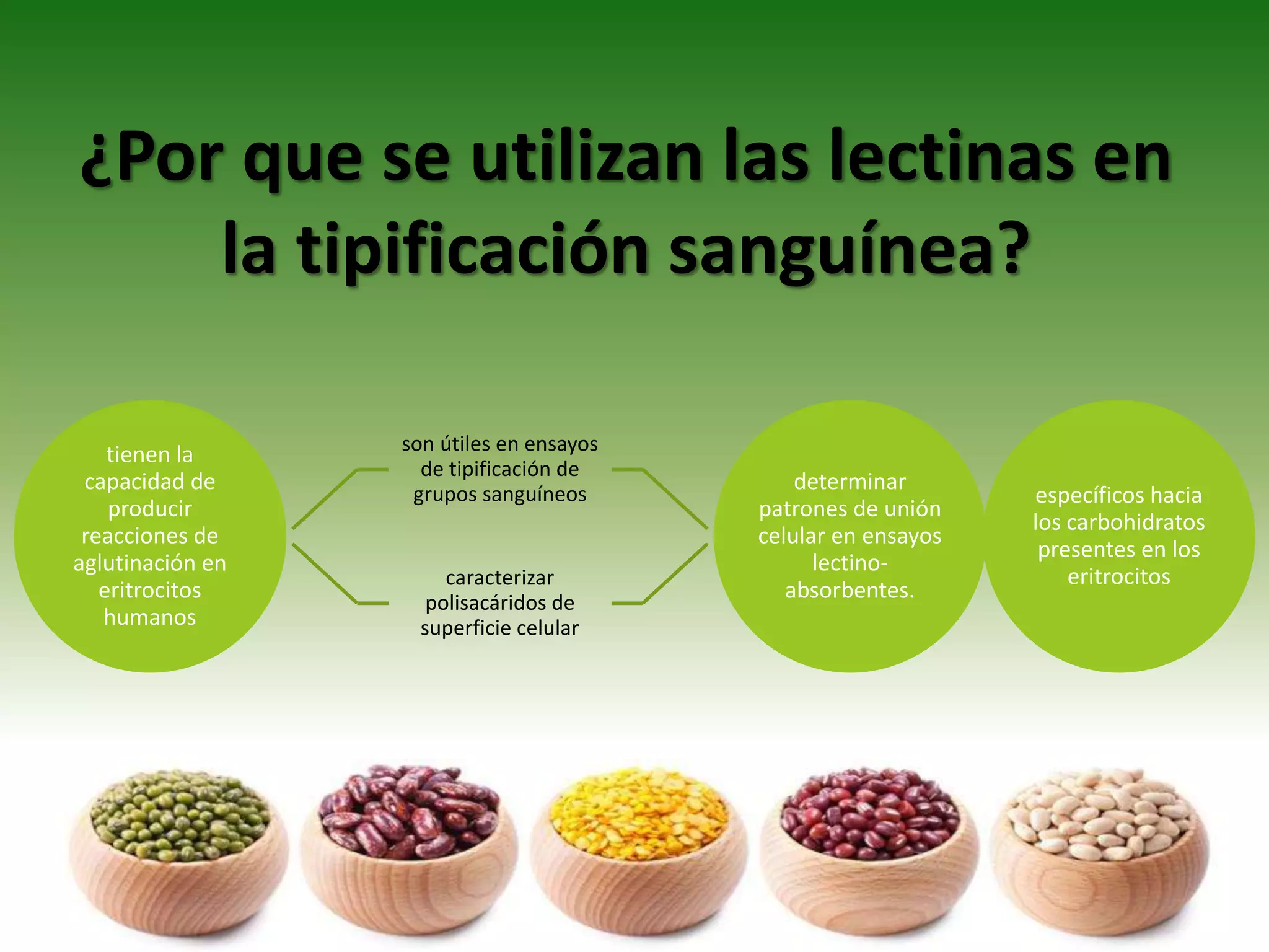 ¿Por que se utilizan las lectinas en
la tipificación sanguínea?
tienen la
capacidad de
producir
reacciones de
aglutinación en
eritrocitos
humanos
son útiles en ensayos
de tipificación de
grupos sanguíneos
caracterizar
polisacáridos de
superficie celular
determinar
patrones de unión
celular en ensayos
lectino-
absorbentes.
específicos hacia
los carbohidratos
presentes en los
eritrocitos
 