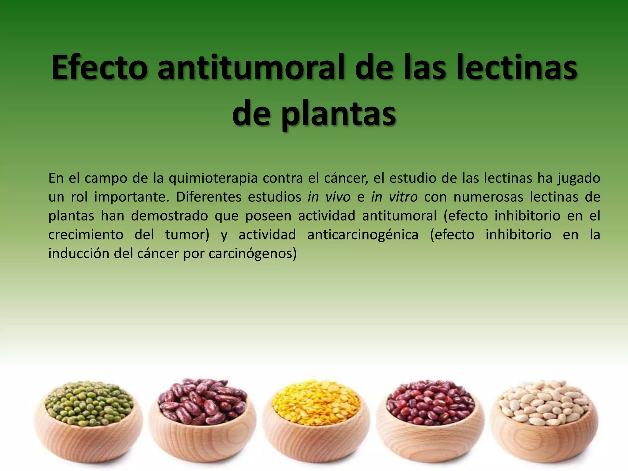 Efecto antitumoral de las lectinas
de plantas
En el campo de la quimioterapia contra el cáncer, el estudio de las lectinas ha jugado
un rol importante. Diferentes estudios in vivo e in vitro con numerosas lectinas de
plantas han demostrado que poseen actividad antitumoral (efecto inhibitorio en el
crecimiento del tumor) y actividad anticarcinogénica (efecto inhibitorio en la
inducción del cáncer por carcinógenos)
 