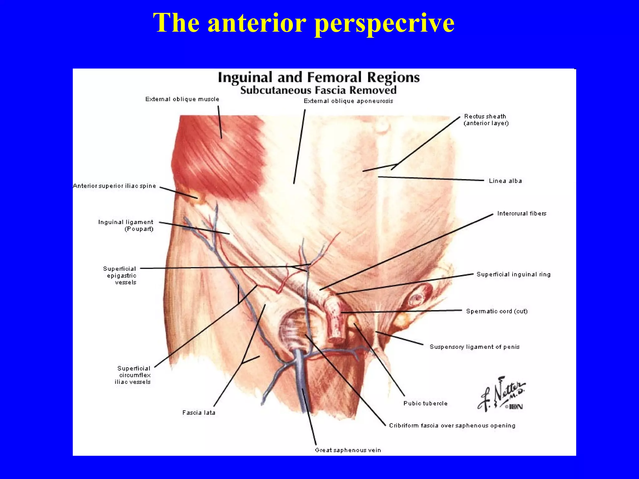 The anterior perspecrive 