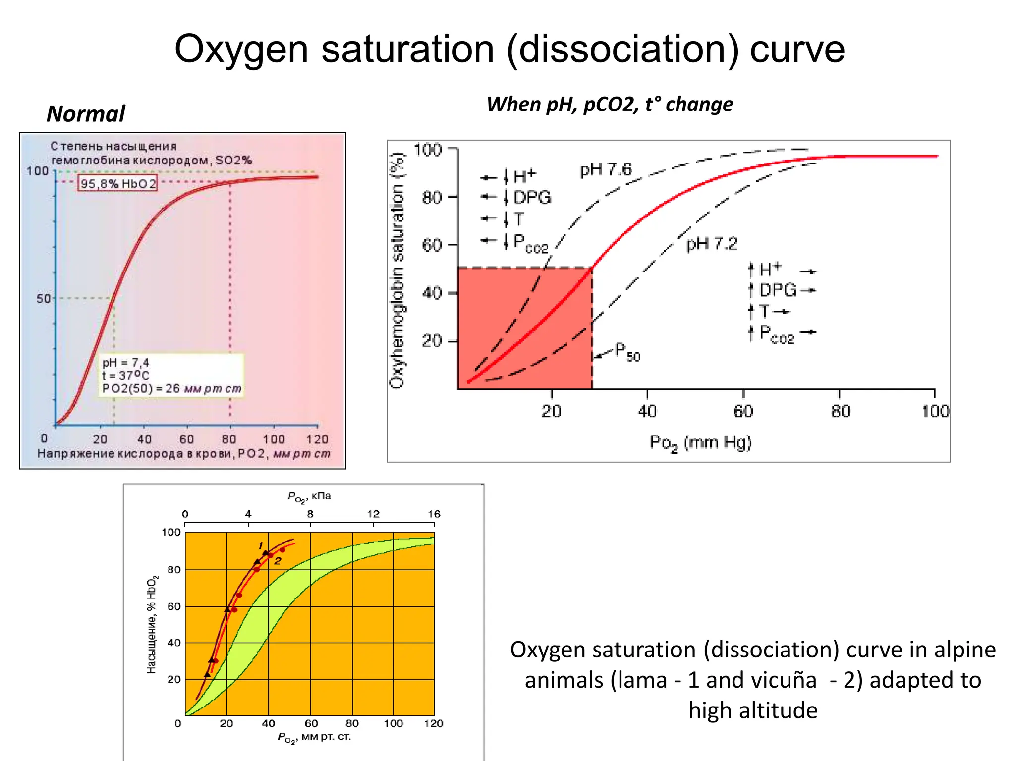 Hypoxia physiology and everything included | PDF