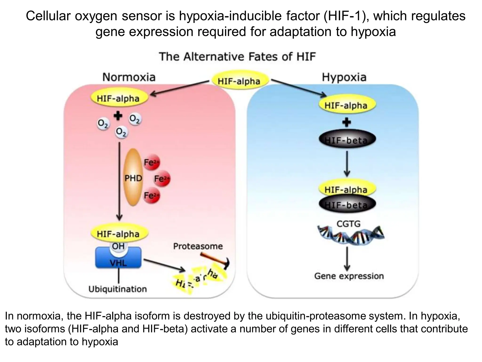 Hypoxia physiology and everything included | PDF