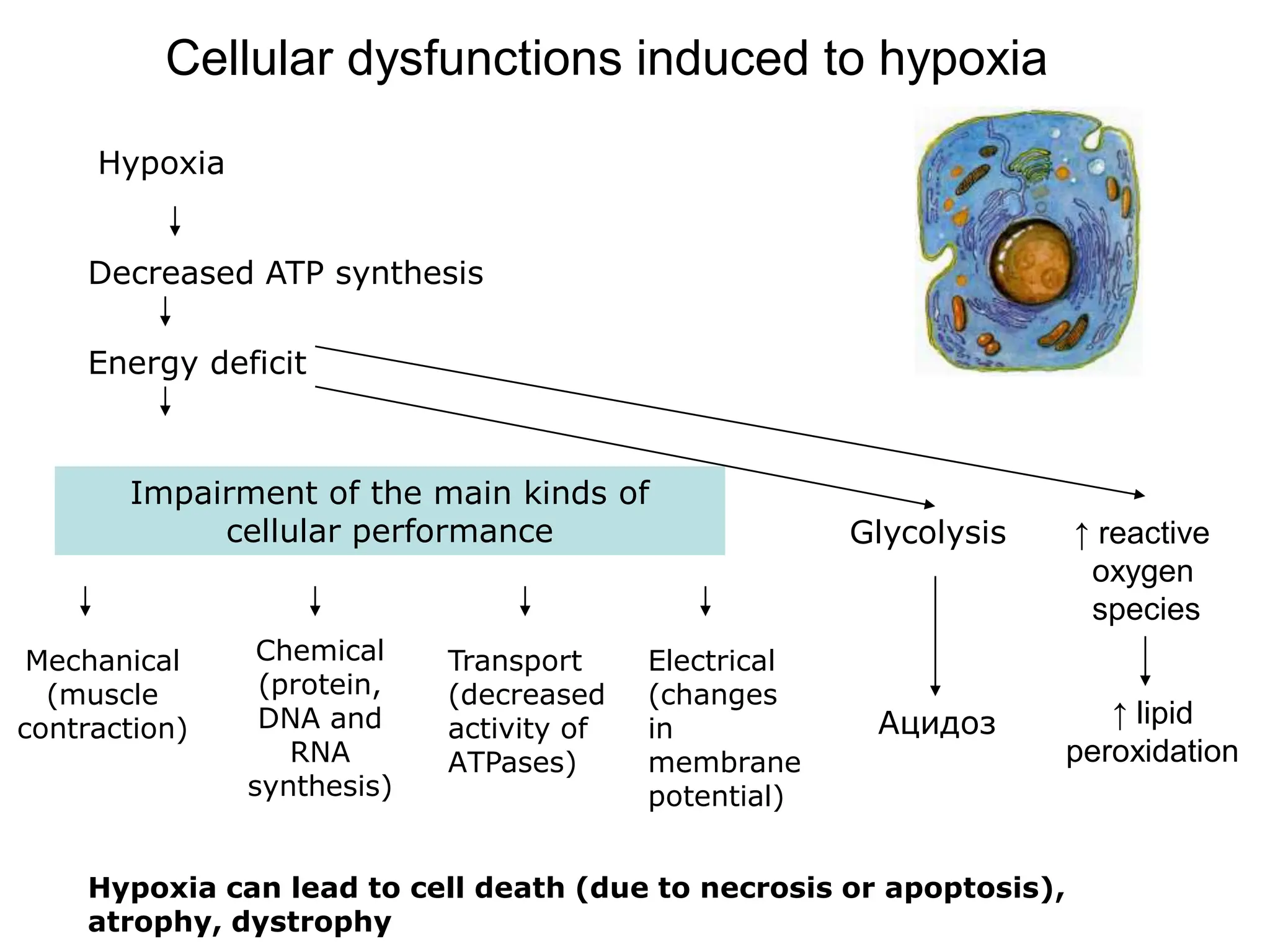 Hypoxia physiology and everything included | PDF