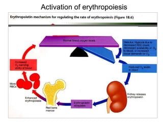 Hypoxia physiology and everything included | PDF