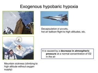 Hypoxia physiology and everything included | PDF