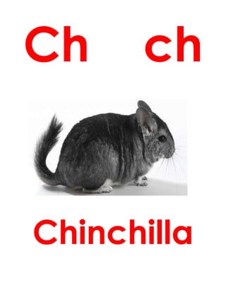 Ch ch
Chinchilla
 
