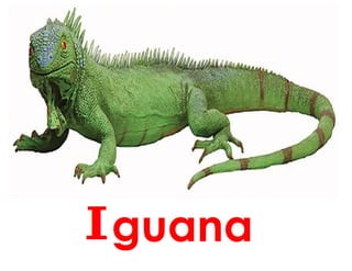 guana
 