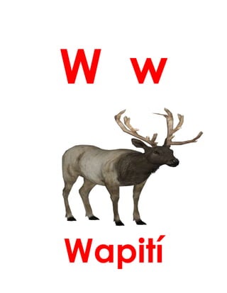 W w
Wapití
 