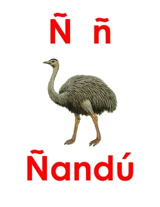 Ñ ñ
Ñandú
 