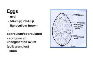 Operculated Shape Helmiths Cestodes Lecture 10 medical technology | PDF