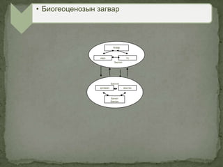 • Биогеоценозын загвар
Экотоп
Агаар
хөрс Ус
Биотоп
ургамал амьтан
Бичил
биетэн
 
