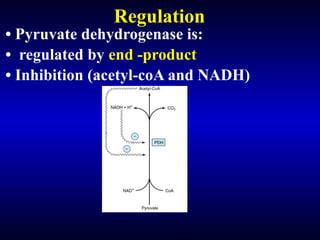 Comprehensive Overview of Pyruvate Oxidation and Citric Acid Cycle in ...