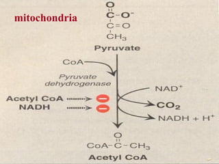 Comprehensive Overview of Pyruvate Oxidation and Citric Acid Cycle in ...