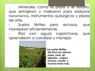 - Minerales como la plata y el estaño, 
que extrajeron y malearon para elaborar 
herramientas, instrumentos quirúrgicos y piezas 
de arte. 
- Suelos fértiles pero escasos, que 
manejaron eficientemente. 
- Ríos con aguas caprichosas, que 
aprendieron a canalizar y manejar. 
Los suelos fértiles 
del Perú nos ofrecen 
papa, maíz, ají, 
algodón, caigua, 
lúcuma, ciruela y 
muchos frutos más. 
 
