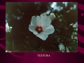 TEXTURA 