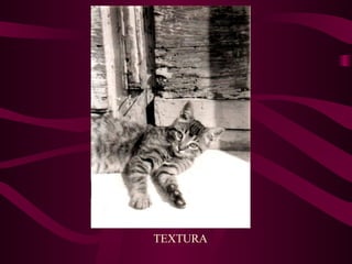TEXTURA 