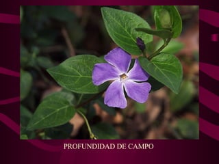 PROFUNDIDAD DE CAMPO 