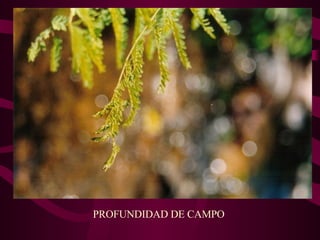 PROFUNDIDAD DE CAMPO 