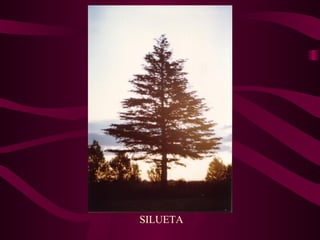SILUETA 
