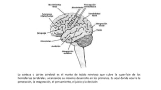 La corteza o córtex cerebral es el manto de tejido nervioso que cubre la superficie de los
hemisferios cerebrales, alcanzando su máximo desarrollo en los primates. Es aquí donde ocurre la
percepción, la imaginación, el pensamiento, el juicio y la decisión
 