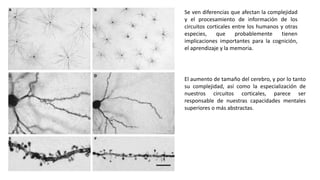 Se ven diferencias que afectan la complejidad
y el procesamiento de información de los
circuitos corticales entre los humanos y otras
especies, que probablemente tienen
implicaciones importantes para la cognición,
el aprendizaje y la memoria.
El aumento de tamaño del cerebro, y por lo tanto
su complejidad, así como la especialización de
nuestros circuitos corticales, parece ser
responsable de nuestras capacidades mentales
superiores o más abstractas.
 