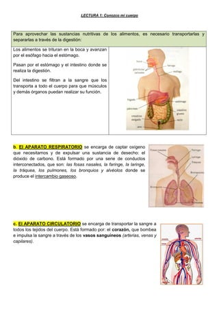 LECTURA 1: Conozco mi cuerpo
Para aprovechar las sustancias nutritivas de los alimentos, es necesario transportarlas y
separarlas a través de la digestión:
Los alimentos se trituran en la boca y avanzan
por el esófago hacia el estómago.
Pasan por el estómago y el intestino donde se
realiza la digestión.
Del intestino se filtran a la sangre que los
transporta a todo el cuerpo para que músculos
y demás órganos puedan realizar su función.
b. El APARATO RESPIRATORIO se encarga de captar oxígeno
que necesitamos y de expulsar una sustancia de desecho: el
dióxido de carbono. Está formado por una serie de conductos
interconectados, que son: las fosas nasales, la faringe, la laringe,
la tráquea, los pulmones, los bronquios y alvéolos donde se
produce el intercambio gaseoso.
c. El APARATO CIRCULATORIO se encarga de transportar la sangre a
todos los tejidos del cuerpo. Está formado por: el corazón, que bombea
e impulsa la sangre a través de los vasos sanguíneos (arterias, venas y
capilares).
 