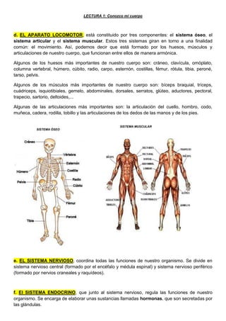 LECTURA 1: Conozco mi cuerpo
d. EL APARATO LOCOMOTOR, está constituido por tres componentes: el sistema óseo, el
sistema articular y el sistema muscular. Estos tres sistemas giran en torno a una finalidad
común: el movimiento. Así, podemos decir que está formado por los huesos, músculos y
articulaciones de nuestro cuerpo, que funcionan entre ellos de manera armónica.
Algunos de los huesos más importantes de nuestro cuerpo son: cráneo, clavícula, omóplato,
columna vertebral, húmero, cúbito, radio, carpo, esternón, costillas, fémur, rótula, tibia, peroné,
tarso, pelvis.
Algunos de los músculos más importantes de nuestro cuerpo son: bíceps braquial, tríceps,
cuádriceps, isquiotibiales, gemelo, abdominales, dorsales, serratos, glúteo, aductores, pectoral,
trapecio, sartorio, deltoides,...
Algunas de las articulaciones más importantes son: la articulación del cuello, hombro, codo,
muñeca, cadera, rodilla, tobillo y las articulaciones de los dedos de las manos y de los pies.
e. EL SISTEMA NERVIOSO, coordina todas las funciones de nuestro organismo. Se divide en
sistema nervioso central (formado por el encéfalo y médula espinal) y sistema nervioso periférico
(formado por nervios craneales y raquídeos).
f. El SISTEMA ENDOCRINO, que junto al sistema nervioso, regula las funciones de nuestro
organismo. Se encarga de elaborar unas sustancias llamadas hormonas, que son secretadas por
las glándulas.
SISTEMA ÓSEO
SISTEMA MUSCULAR
 