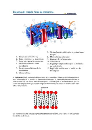 Esquema del modelo fluido de membrana
1. Bicapa de fosfolípidos)
2. Lado externo de la membrana
3. Lado interno de la membrana
4. Proteína intrínseca de la
membrana
5. Proteína canal iónico de la
membrana
6. Glicoproteína
7. Moléculas de fosfolípidos organizadas en
bicapa
8. Moléculas de colesterol
9. Cadenas de carbohidratos
10. Glicolípidos
11. Región polar (hidrofílica) de la molécula
de fosfolípido
12. Región hidrofóbica de la molécula de
fosfolípido
El colesterol es otro componente importante de la membrana. Se encuentra embebidoen el
área hidrofóbica de la misma, su presencia contribuye a la estabilidad de la membrana al
interaccionar con las "colas" de la bicapa lipídica y contribuye a su fluidez evitando que las
"colas"se "empaqueten"yvuelvanmasrígidala membrana(este efectose observasobre todo
a baja temperatura).
Las membranasde las célulasvegetalesno contienencolesterol,tampocolasde lamayoría de
las células bacterianas.
 