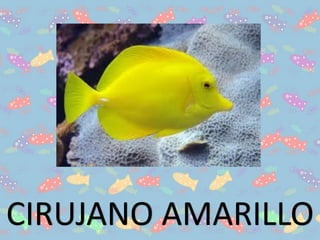 CIRUJANO AMARILLO
 