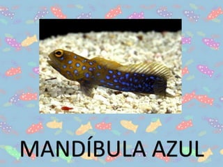 MANDÍBULA AZUL
 