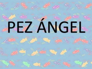 PEZ ÁNGEL
 