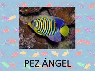 PEZ ÁNGEL
 