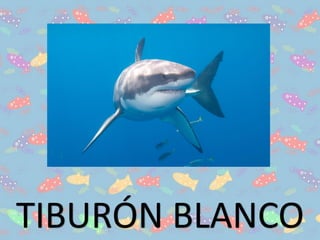 TIBURÓN BLANCO
 