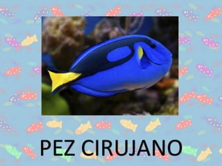 PEZ CIRUJANO
 