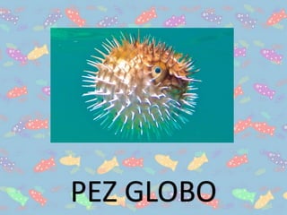 PEZ GLOBO
 