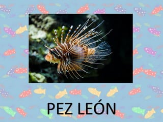 PEZ LEÓN
 