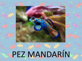 PEZ MANDARÍN
 