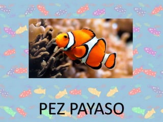 PEZ PAYASO
 