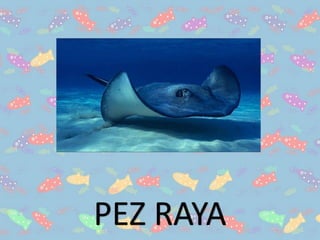 PEZ RAYA
 