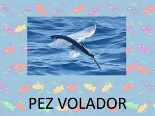 PEZ VOLADOR
 